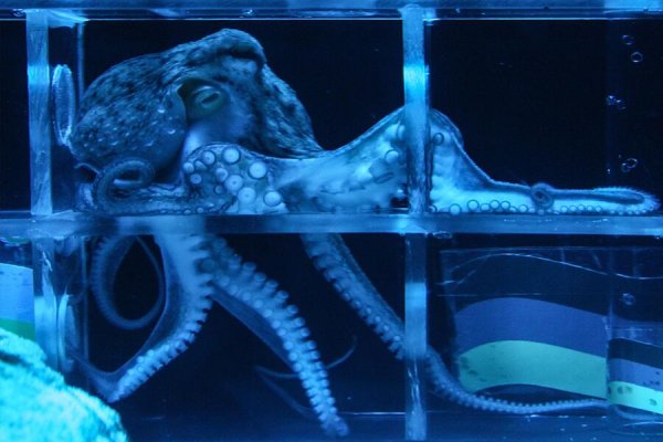 Www kraken 20at net