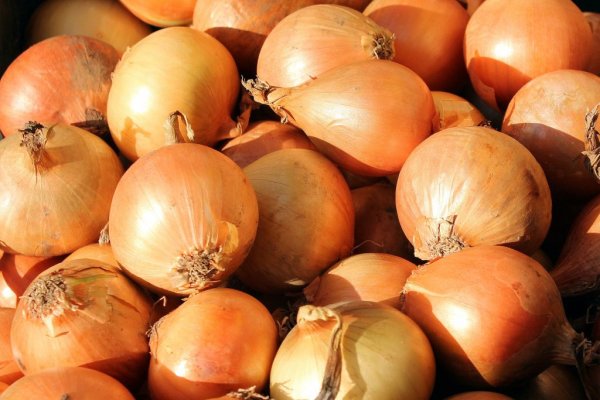 Kraken рабочее зеркало onion