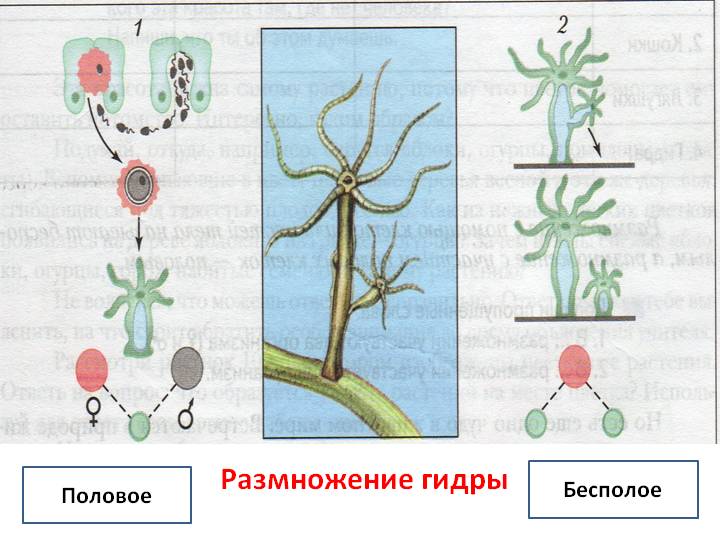 Hydra маркетплейс